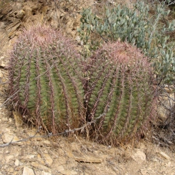 dsc00770