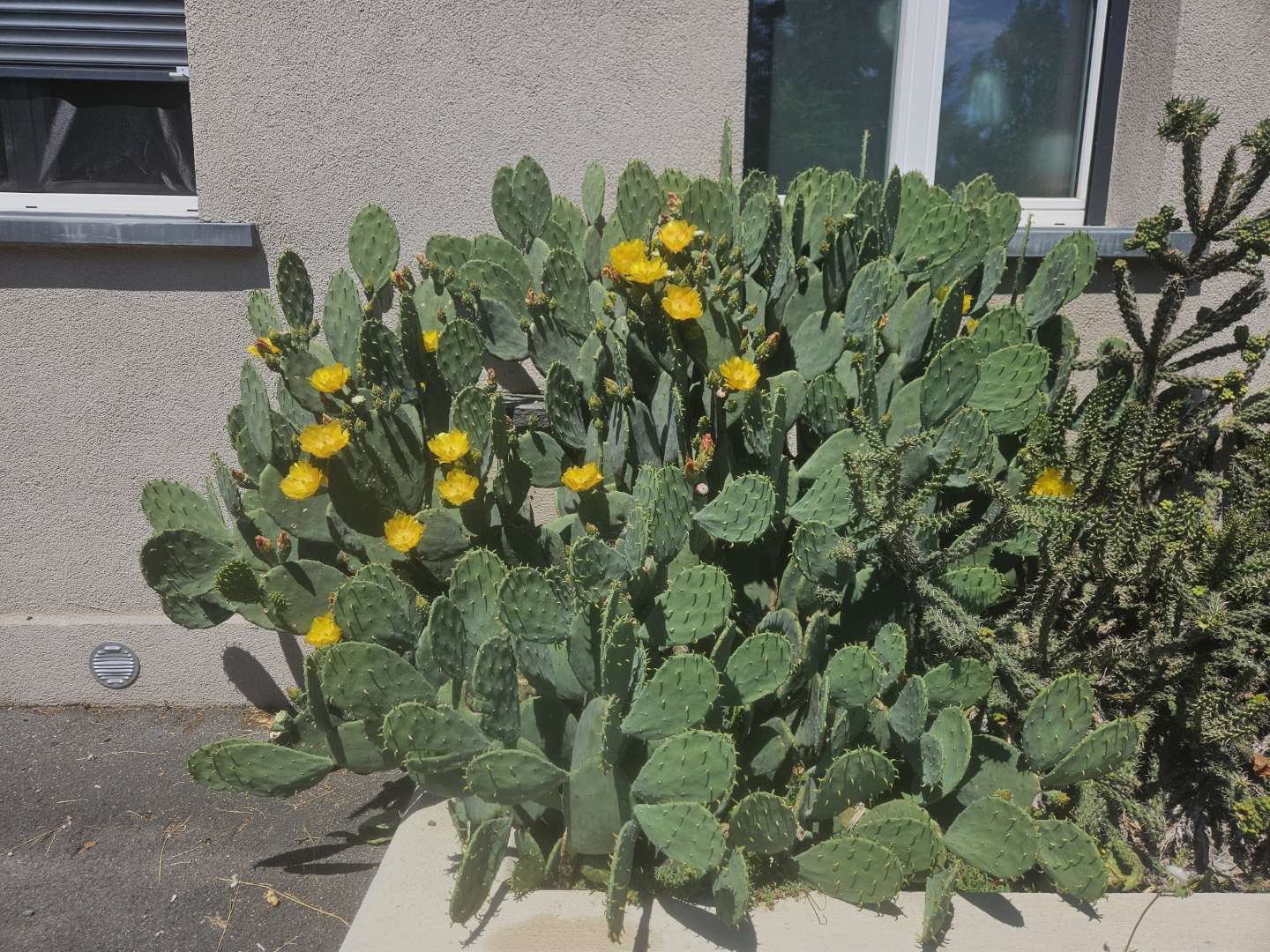 Opuntia cacanapa 'inermis'
