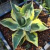 Agave ovatifolia 'Orca'