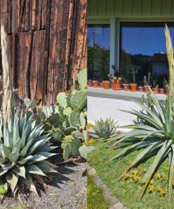 Agaven Hybrid [A. parryi subsp. neomexicana x A. palmeri]