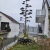 Agave ovatifolia