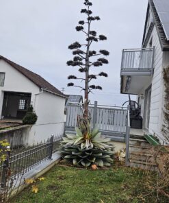 Agave ovatifolia
